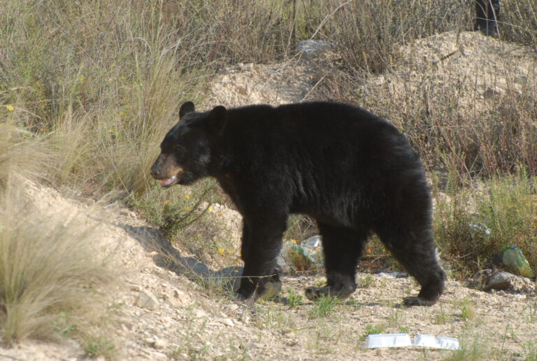 Proyecto de Coahuila para conservación y manejo de oso negro