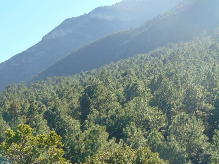 Busca PROFAUNA con venta de calendarios apoyar labores de conservación de la Sierra