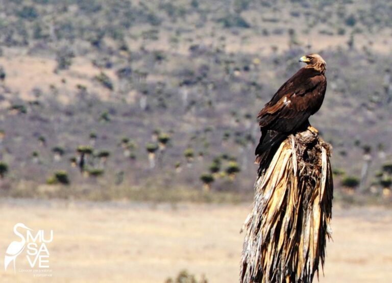 Prepara MUSAVE festejos por el Mes del Águila Real