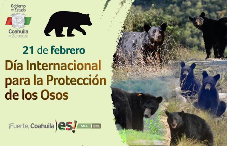 Llama Medio Ambiente Coahuila a cuidar de los osos negros