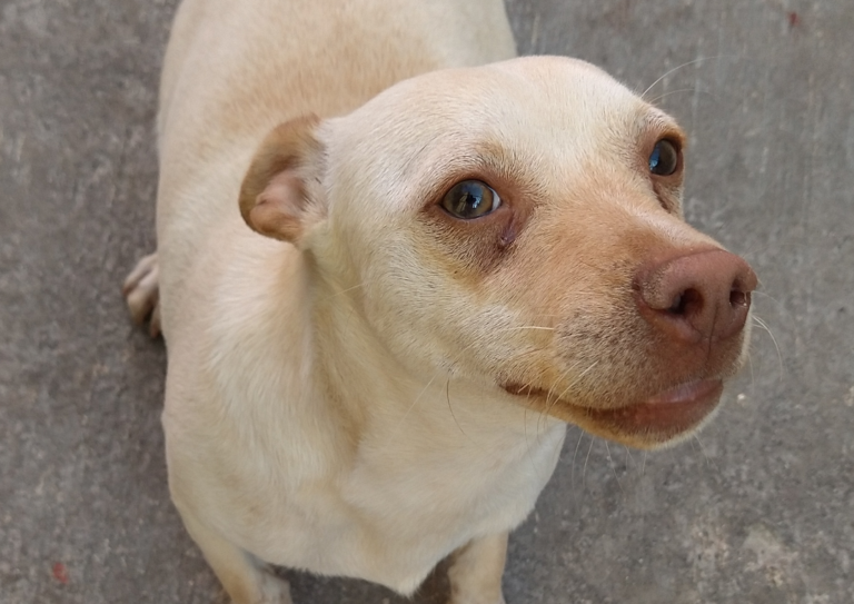 Habrá este fin de semana domingo de adopciones caninas en el Bosque Urbano