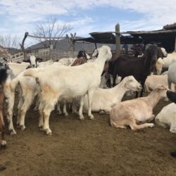 Desarrollo Rural en Ramos Arizpe reporta más de 200 cabezas de ganado perdidas por sequía1
