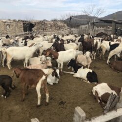 Desarrollo Rural en Ramos Arizpe reporta más de 200 cabezas de ganado perdidas por sequía2