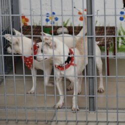 Centro ‘Mi Mascota’ en Ramos abre espacio de rehabilitación para animales en adopción 1