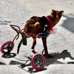 Centro ‘Mi Mascota’ en Ramos abre espacio de rehabilitación para animales en adopción 2