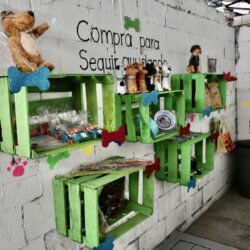 Centro ‘Mi Mascota’ en Ramos abre espacio de rehabilitación para animales en adopción 3