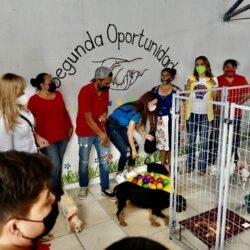 Centro ‘Mi Mascota’ en Ramos abre espacio de rehabilitación para animales en adopción 7