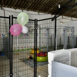 Centro ‘Mi Mascota’ en Ramos abre espacio de rehabilitación para animales en adopción 9