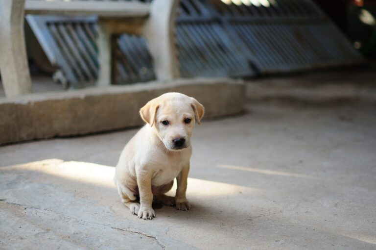 Habrá feria de adopciones de perros y gatos en Bosque Urbano de Saltillo