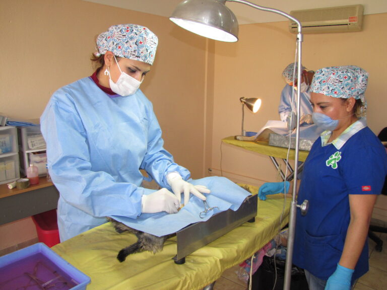 Habrá esterilizaciones a bajo costo en el Parque el Chapulín el próximo 27 de junio