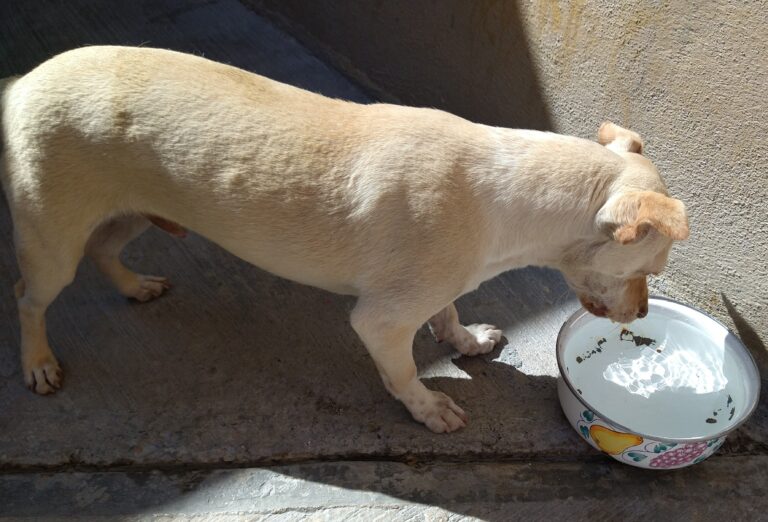 Piden a saltillenses facilitar agua a perros callejeros por intenso calor