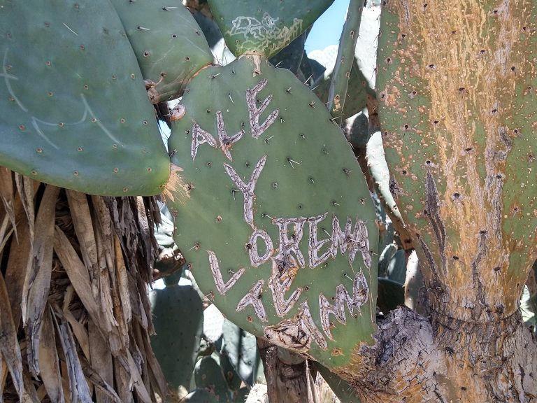 Denuncian vandalismo en Parque El Chapulín, dañan especies para llevarse fruta