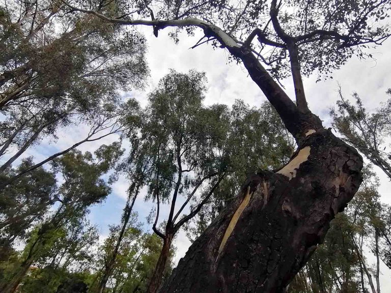 Propone Cinvestav uso de bacterias y hongos para reforestación