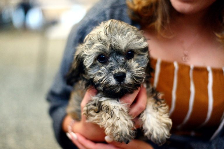 ¿Sabías que la leptospirosis te puede afectar a ti y a tu mascota?