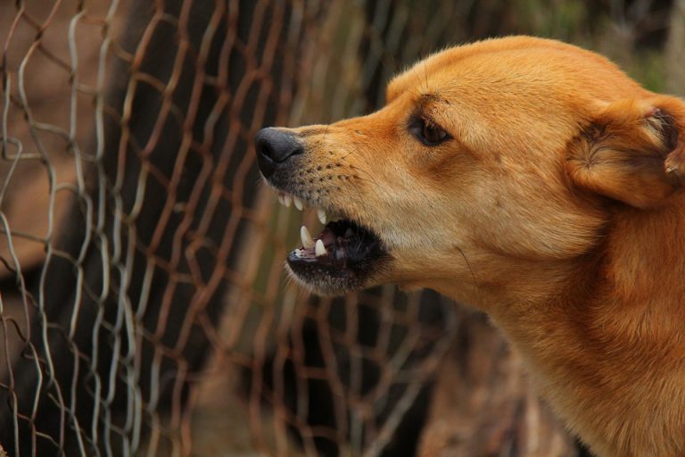 Contabilizan en promedio por mes 158 ataques de perros a personas