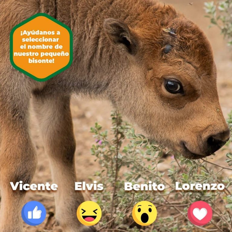 Invita MUDE a votar este fin de semana para elegir nombre de bebé bisonte