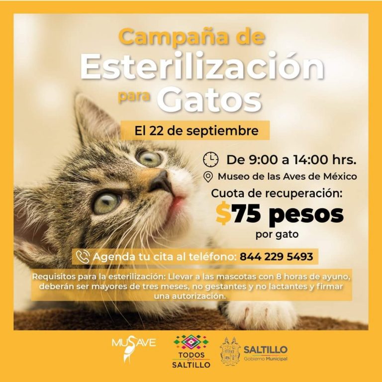 Habrá el próximo miércoles esterilización de gatos en el MUSAVE a sólo 75 pesos