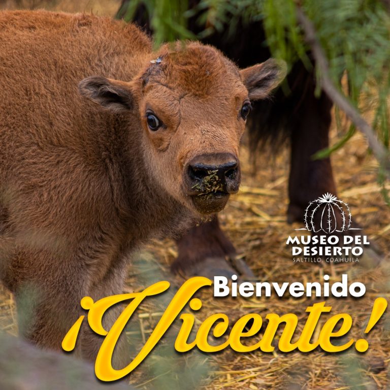 Bebé bisonte del MUDE ya tiene nombre: Vicente