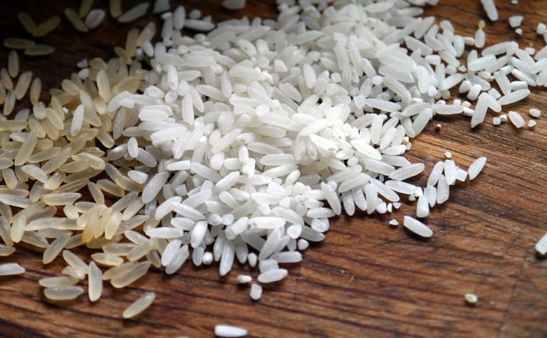 Detectan que importante patógeno del arroz se vale de virus y bacterias para sobrevivir