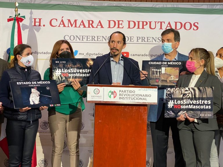 Animal Héroes presenta iniciativa para impedir que se adquieran felinos silvestres como mascotas