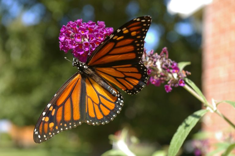 Llaman a apoyar a la mariposa monarca con instalación de jardines polinizadores en domicilios