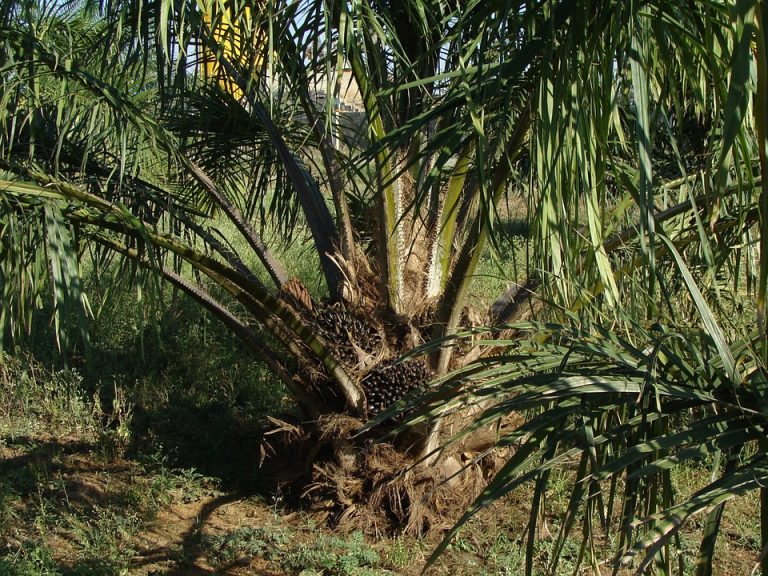 Científicos españoles revelan que aceite de palma favorece la metástasis del cáncer