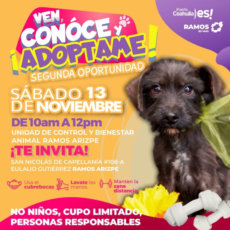 Prepara ‘Mi Mascota’ jornada de adopción de animales de compañía 