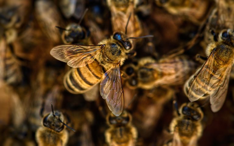 Rescatan a miles de abejas tras 50 días enterradas bajo las cenizas del volcán de la Palma