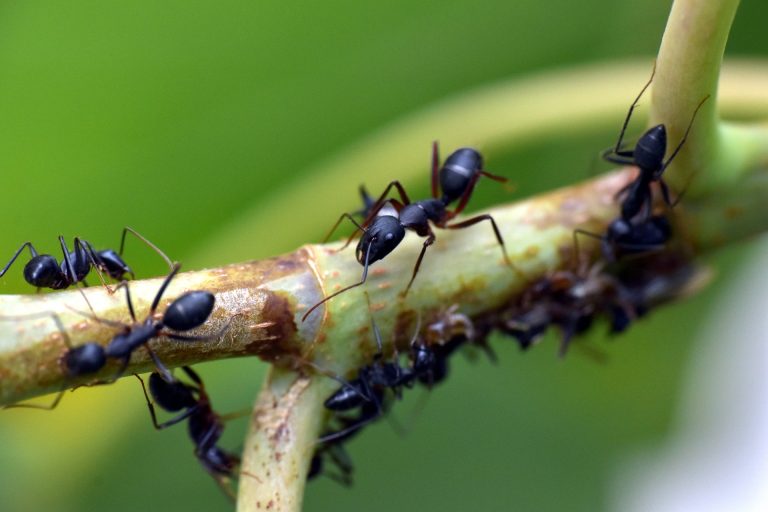 5 plantas para alejar a las hormigas de tu casa y jardín