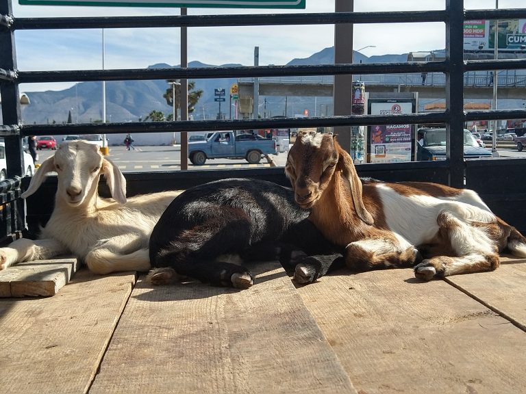 Piden vendedores de cabrito se apoye con campañas el consumo de este producto