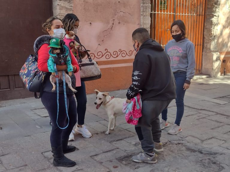 Del millón de mascotas sólo hay registro de 15 mil en la entidad