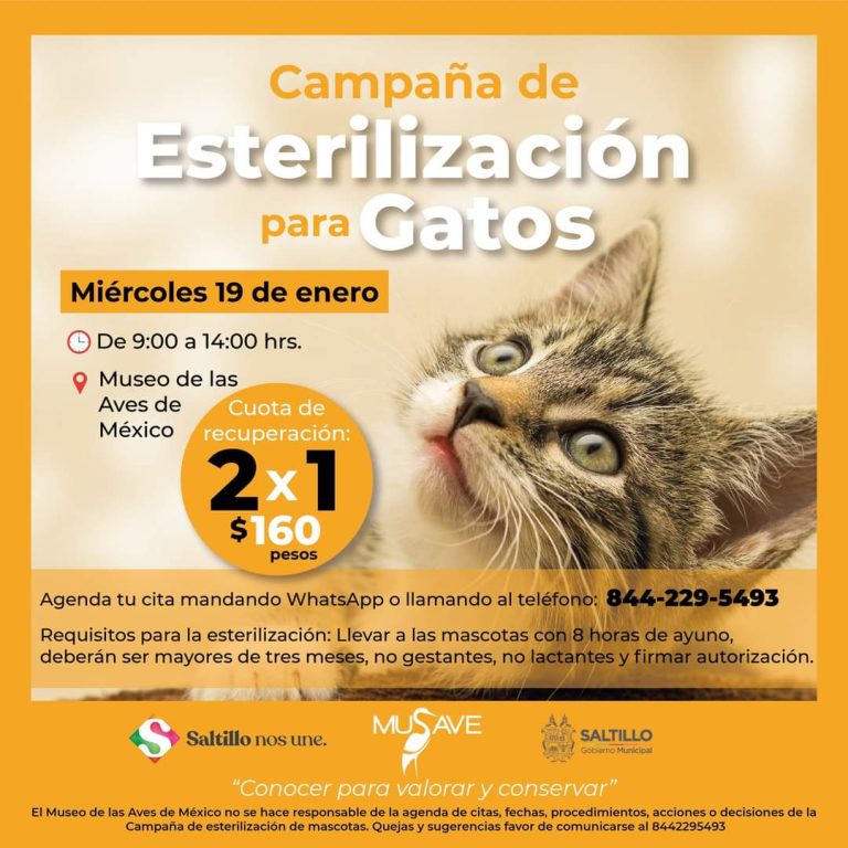 Habrá este miércoles campaña de esterilización para gatos al 2 x1 en el MUSAVE