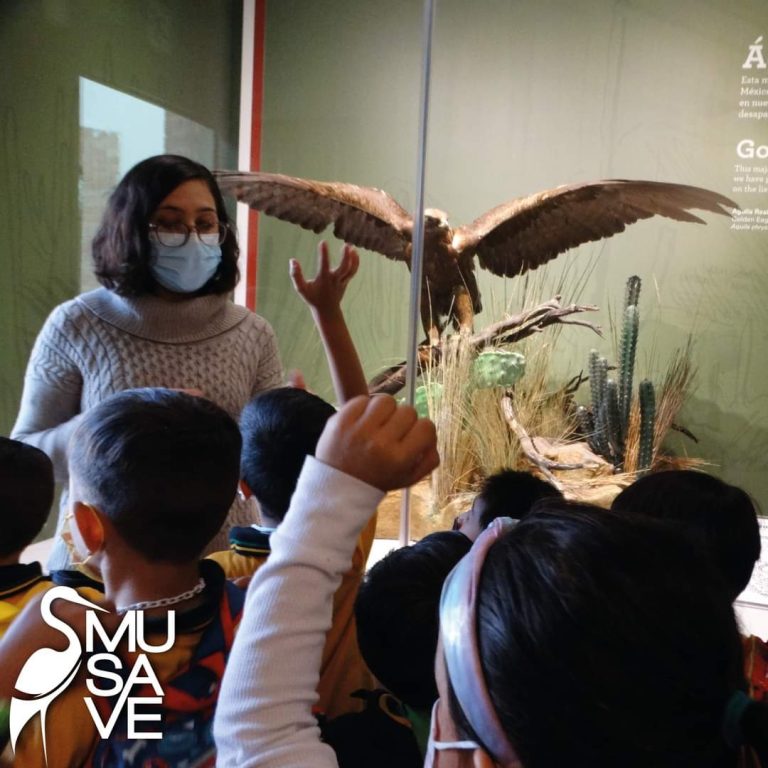 Hay lugares en el área educativa del MUSAVE, dentro del programa “Jóvenes construyendo el Futuro”