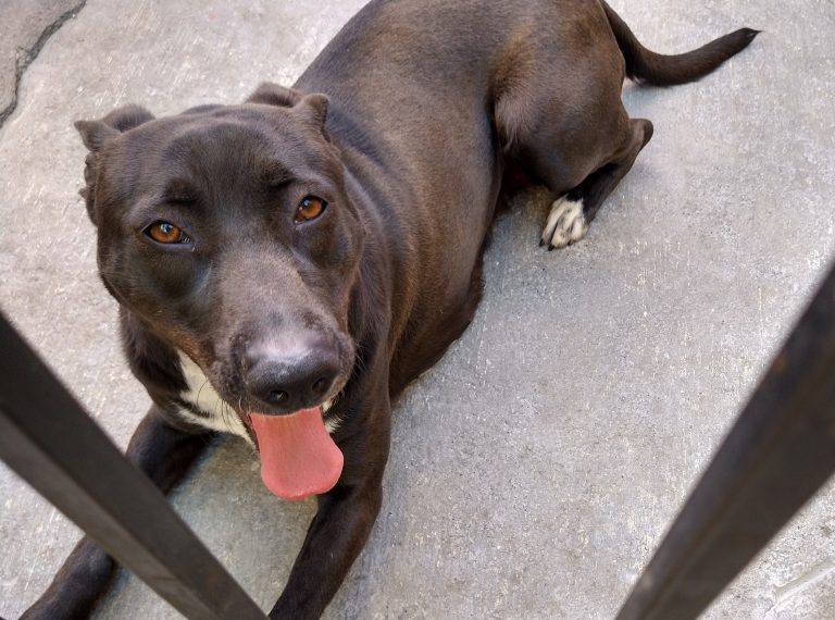 Va SMA por Centros de Bienestar Animal en todos los municipios