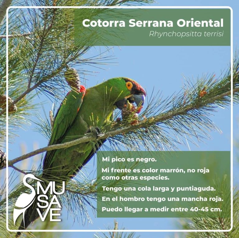 En riesgo a la cotorra serrana