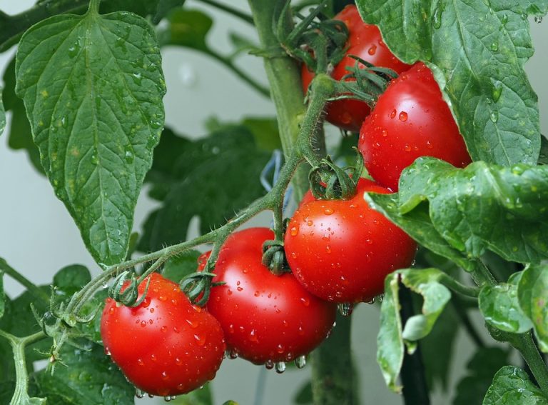 Mejoran injerto de tomate para evitar estrés oxidativo y aumentar su producción