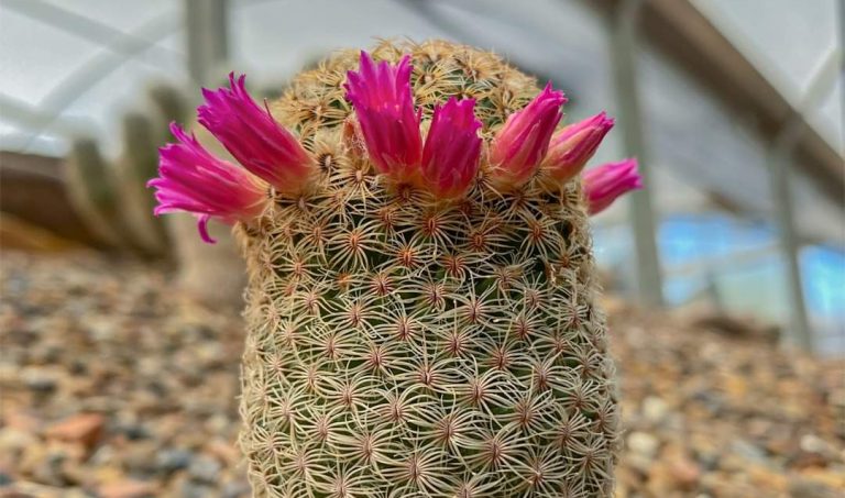 Todo listo para el regreso en febrero de la “Cactusmanía” en el MUDE