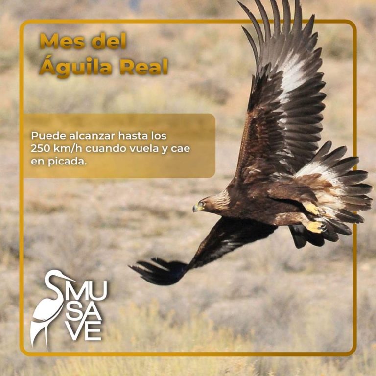 Alista MUSAVE festejos por el Mes del Águila Real