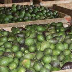 EU reactiva importación de aguacate mexicano
