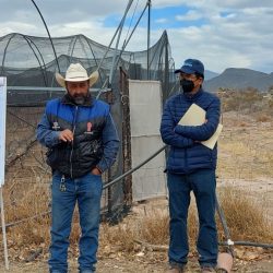 Promueve Desarrollo Rural la poda adecuada del nogal para mejorar las cosechas en Coahuila2