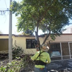 Realiza Medio Ambiente podas por mejorar alumbrado4