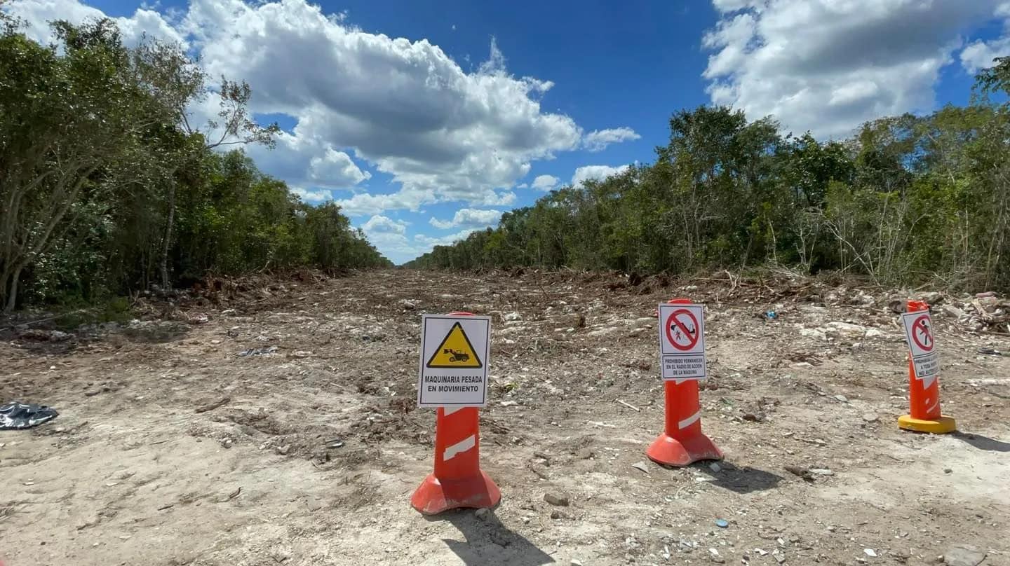 Ambientalistas denuncian que la tala de árboles por el nuevo trazo del ...