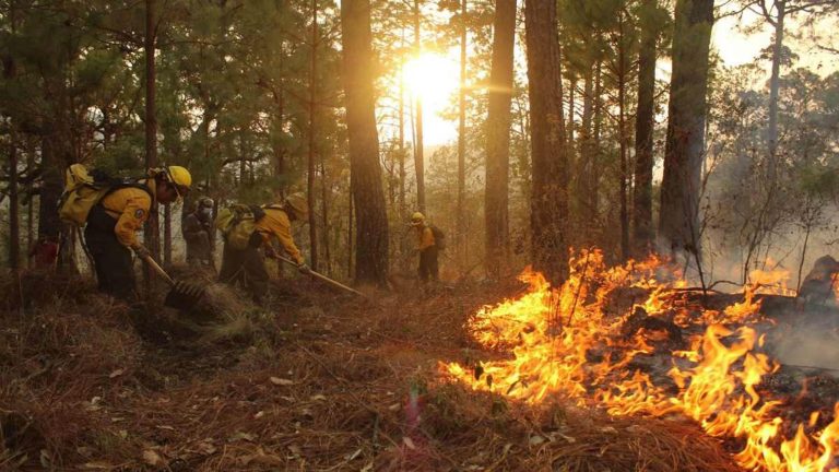 En lo que va del año, más de mil incendios forestales en el país