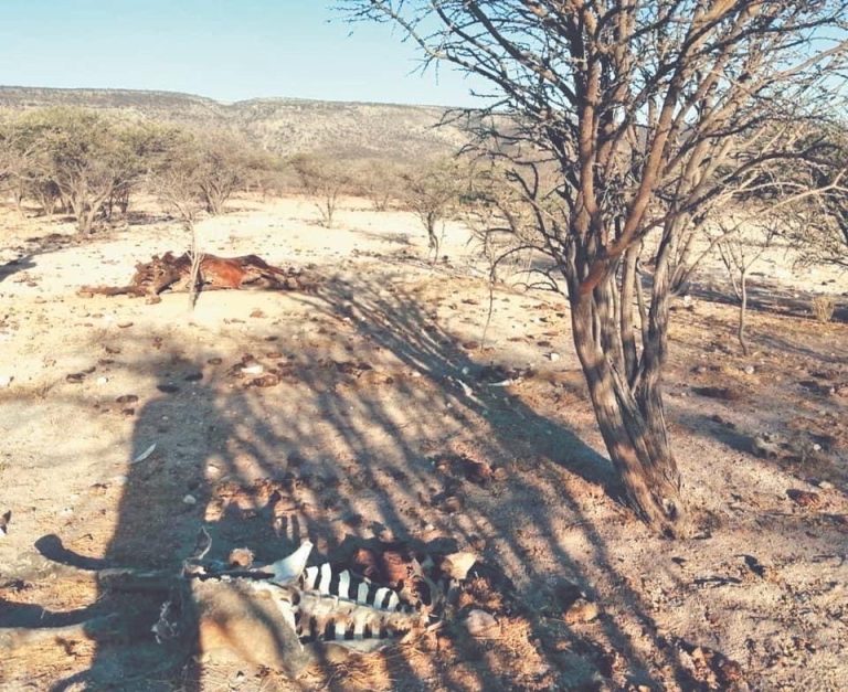 Se registran primeros estragos por la sequía en el campo ramosarizpense