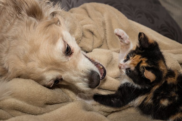 Día Mundial de la Vacunación Animal: 5 enfermedades que la inmunización previene en perros y gatos