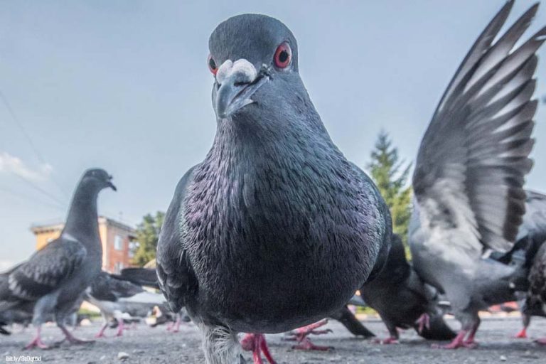 ¿Por qué es riesgoso darle de comer a las palomas?