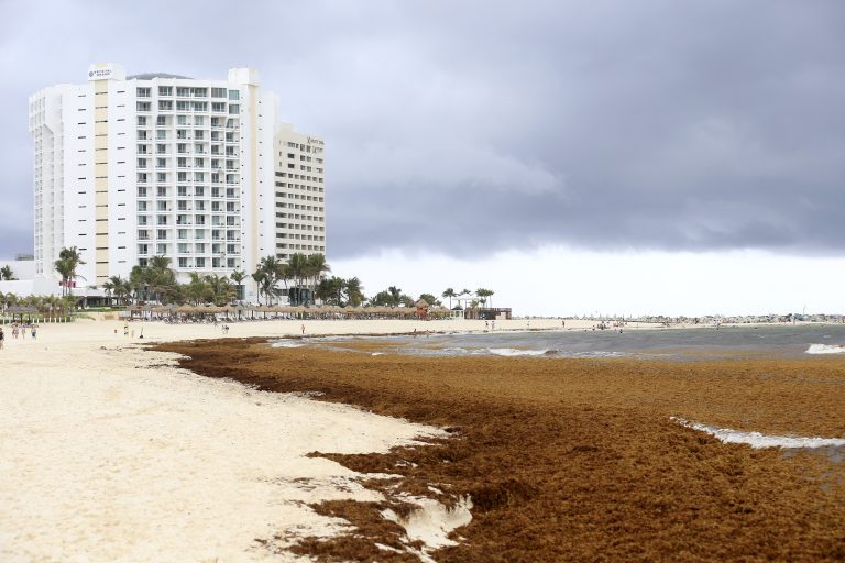 Sargazo en el Caribe prende las alarmas en el Gobierno de México