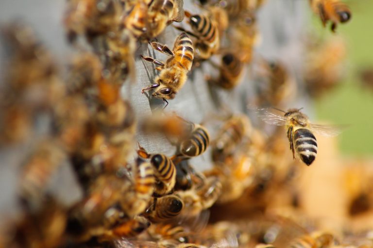 Abejas, imprescindibles para la sobrevivencia humana