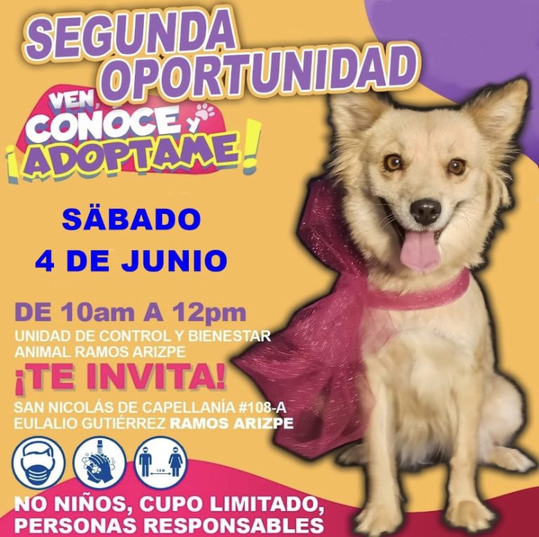 Darán segunda oportunidad a más de 20 mascotas con feria de adopción