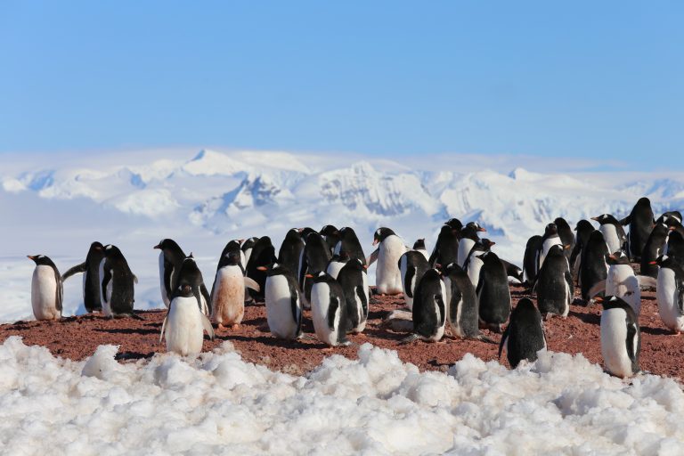 Ofrecen trabajo en la Antártida contando pingüinos